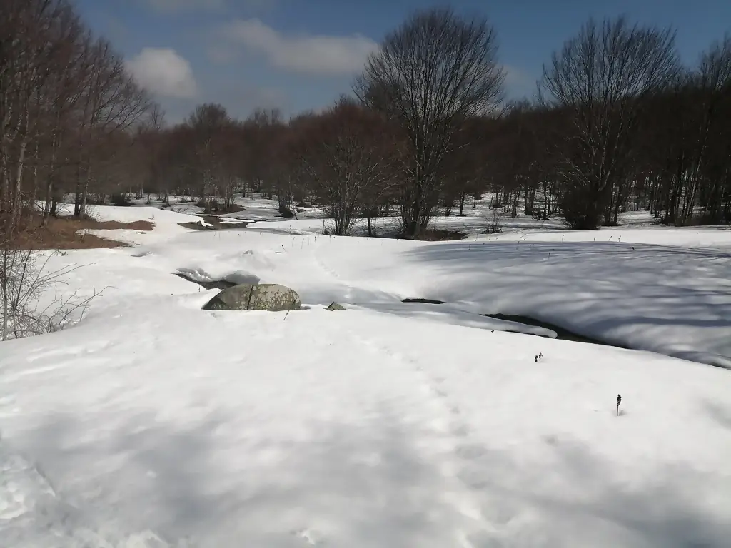 Orme di un animale sulla neve, in Sila